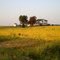 FIELDS OF GOLD