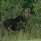 Young moose feeding close to highway 11 between Miramichi and Richibucto