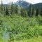 Wildflowers And Majestic Mountains Along the Thompson Valley Near Blue River BC Jul '10