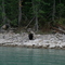 Black bear at Blue river