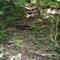Indian Mounds in the Delta