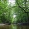 Bayou Jessamine