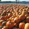Pumpkins along the St. John River