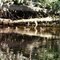 ducks on the oromocto river