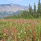 Meadow