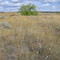 The Desert in Contrast - Cottonwood and Daisies Among the Arid Scrub in Southwestern Saskatchewan