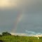 A Rainbow Over The Contrasting Green Grass In East Edmonton Aug '12