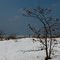 Tree and snow