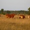 Say 'Moo'