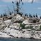 Cormorant Colony, Gull Island, Lake Manitou