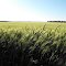 Arkansas winter wheat crop, May 2011.