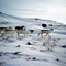 Iqaluit, Nunavut (Canada) caribou