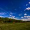 Hdr Cows