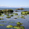 low tide at Shelter Point