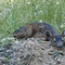 Fawn