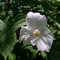 it is enough to see that a garden is beautiful without having to believe that there are fairies at the bottom of it too