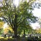 Maitland Cemetery