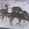 AI: Deer in the snowy backyard