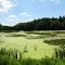 Green-covered dam pond