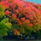 Fall Colors, Menlo Park, CA