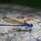 Blue Damselfly (Male Vivid Dancer)