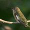Green Hummingbird (Anna's)