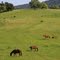 Spring Has Arrived, Los Altos Hills, California