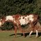 Brown / White Horse, Woodside, California