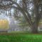 Misty Fall Morning in Pioneer Park