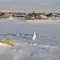 Ptarmigan overlooking Igloolik