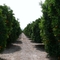 Orange grove, California, USA