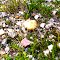 Magnificent Fungi