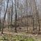 The deep woods of Dundas Valley