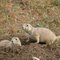 Prairie dogs (Cynomys)