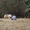 Seacrest Wolves