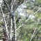 Eastern Phoebe at Falling Waters State Park