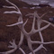 Caribou Antlers