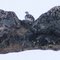 Ptarmigan or rock