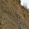 bighorn near jasper2