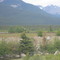 Jasper AB Mountains With Bald Eagle