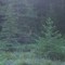 112 Deer