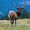 Elk near Jasper