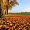 Le campus Fort-St-Jean sous un tapis de feuilles