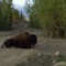 Big Fella