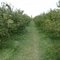 Apple Orchard