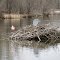 Canadian Techno-Beavers