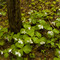 SugarbushTrilliums