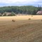 Hayfield