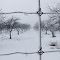 120205_Frosty orchard