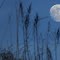 120205_grasslands